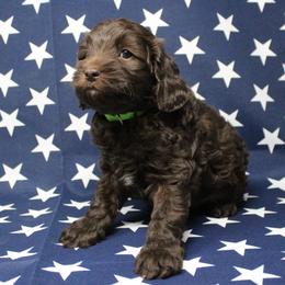 Green collar Mike - Chocolate male Australian Labradoodle puppy in Provo, Utah from EllsWORTH Labradoodles LLC