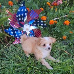 Ileana Long Star Angel - Apricot female Chinese Crested puppy in Amarillo, Texas from Victoria's Chinese Cresteds Long Star Angels