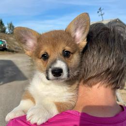 Teddy - Red male Pembroke Welsh Corgi puppy in Grenada, California from California Corgi Butts