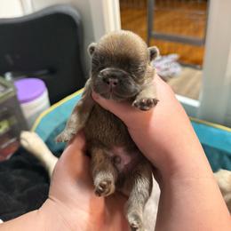 Green - Blue fawn male French Bulldog puppy in Plainview, Texas from The Kings Ransom French Bulldogs