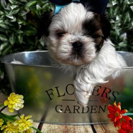 Macy - Black and white female Shih Tzu puppy in Claremont, California from Lovable Shih Tzus