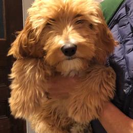 Assorted Doodle Crosses, Australian Labradoodle, Goldendoodle, and Newfoundland Puppies from Twin Sisters Doodles