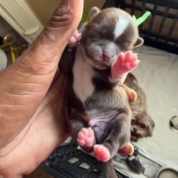 Snickers - Chocolate male Shih Tzu puppy in Cordova, Tennessee from TrueLine kennels