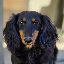 Coraline - Dachshund