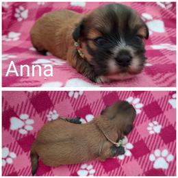 Anna - Red gold female Lhasa Apso puppy in Cincinnati, Ohio from Shangri-La Lhasa Apsos