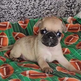 Pug Puppies from Pugs and Kisses from Kansas