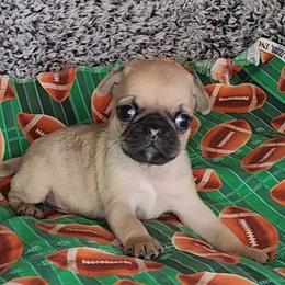 Pug Puppies from Pugs and Kisses from Kansas
