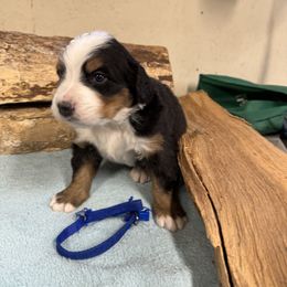Blue - Black rust and white male Bernese Mountain Dog puppy in Delton, Michigan from Rocky Top Acres