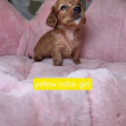 Creme elle (Yellow collar 2680) - Cream female Dachshund puppy in Bristol, Tennessee from It's Mini Wieners Baby