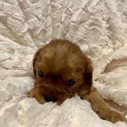 Cavalier King Charles Spaniel Puppies from Cassie’s Cavaliers