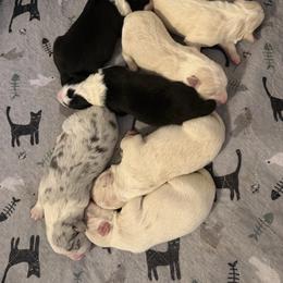 Boy 4 - Black and white male Border Collie puppy in Lakeview, Michigan from Haven Creek Farm