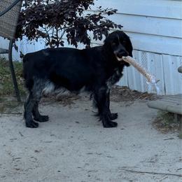 Emmie - English Springer Spaniel