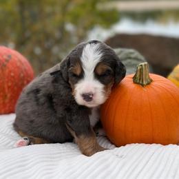 Donner (Black) - Merle male Bernedoodle puppy in Highland, Utah from Angel Pups Deluxe