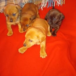 Dachshund Puppies from Elzy Family