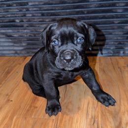 Pink girl - Black female Cane Corso puppy in Saluda, South Carolina from Brooks Imperial Corso