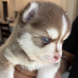 Milo - Chocolate male Pomsky puppy in Hughson, California from 209 Pomskies
