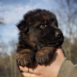 Azalea - Black and red female German Shepherd puppy in Lexington, Virginia from Stahlhaus ( Previously Buffelbach Farmstead Shepherds)
