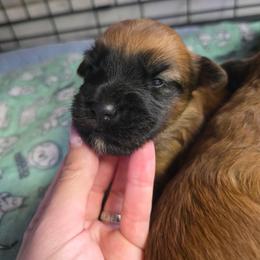 Girl 2 - Wheaten female Soft Coated Wheaten Terrier puppy in Casselberry, Florida from Timberlane