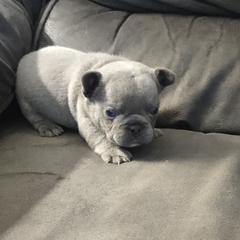 French Bulldog Puppies from Tamra Newswanger