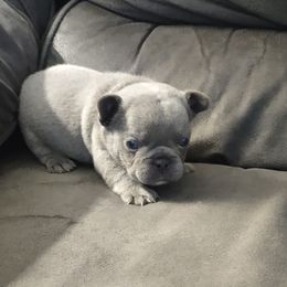 French Bulldog Puppies from Tamra Newswanger
