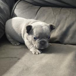 French Bulldog Puppies from Tamra Newswanger