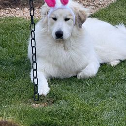 Four Clover Hero Achilles - White Great Pyrenees puppy in Chico, California from Four Clover Kennel