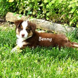 Benny - Red tri male Miniature Australian Shepherd puppy in Waxhaw, North Carolina from Cane Creek Aussies