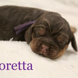 Girl 1 - Cocker Spaniel puppy in Perry, Arkansas from Parker's Cockapoos, LLC