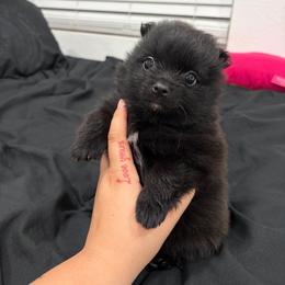 Pomeranian puppies from Furry poms
