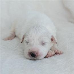 Magenta - White female Great Pyrenees puppy in Yakima, Washington from Naches Heights Ranch