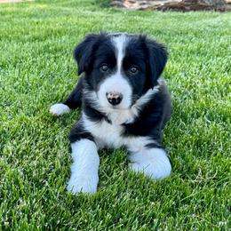 Boy 2 - Black and white male Border Collie puppy in Centerville, Washington from Forthright Farms