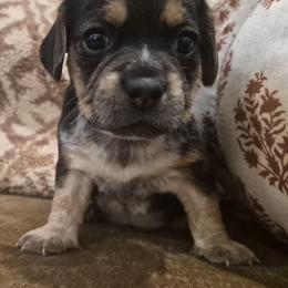 Loretta - Black tan and white female Beagle puppy in Salina, Kansas from Peace Love frenchies