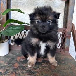 Tux - Black parti male Pomeranian puppy in Costa Mesa, California from Wheresmil0