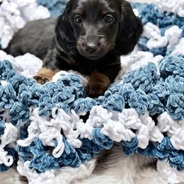 Dachshund Puppies from Magnolia Grace Kennels