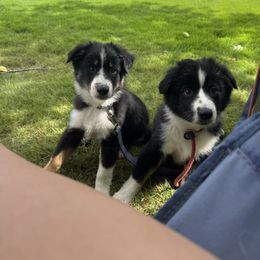Miniature American Shepherd Puppies from Moonlight Trail Aussies
