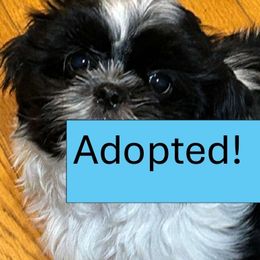 Boy 2 - Shih Tzu puppy in Royal Oak, Maryland from CID Love