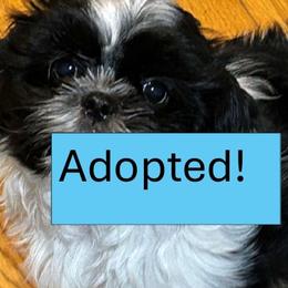 Boy 2 - Shih Tzu puppy in Royal Oak, Maryland from CID Love