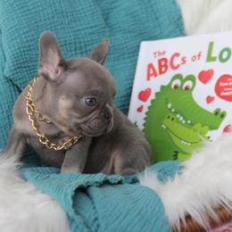 Lilac boy - Blue male French Bulldog puppy in Piedmont, Oklahoma from 5A Frenchies
