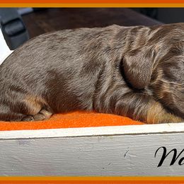 Cavalier King Charles Spaniel and Cocker Spaniel Puppies from Enchanted Spaniels