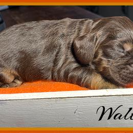Cavalier King Charles Spaniel and Cocker Spaniel Puppies from Enchanted Spaniels