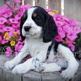 Boy 2 - Black white and tan male English Springer Spaniel puppy in Great Falls, Montana from Big Sky Springers