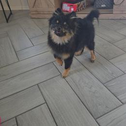Maple - Black and tan male Pomeranian puppy in Buckeye, Arizona from BL Poms Heaven