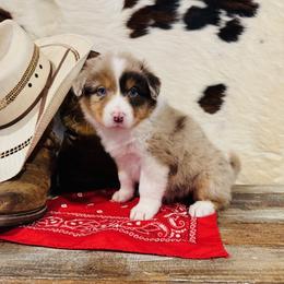 EMERY - Red merle female Australian Shepherd puppy in Durand, Wisconsin from Larson’s Legacy Aussome Aussie Kennels