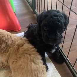 Nova - Black female Goldendoodle puppy in Haddam, Kansas from Golden B Acres