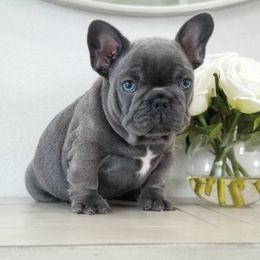 French Bulldog Puppies from Emeraldfrenchies