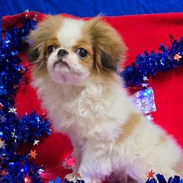 Red Girl - Red and white female Japanese Chin puppy in Tulsa, Oklahoma from Locust Creek Pugs & Japanese Chin's