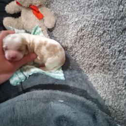 Sprout - Tan and white male Cavachon puppy in Millersburg, Ohio from My Furry Friends
