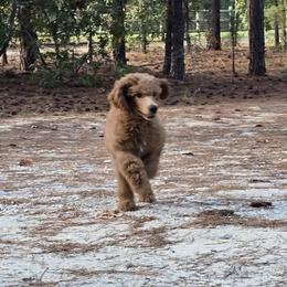 White Collar - Red  male Poodle puppy in Vass, North Carolina from Dakliff Standard Poodles