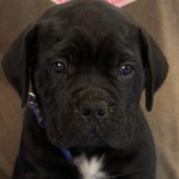 Blue Collar Boy - Vera x Lawman - AKC and ICCF - Black male Cane Corso puppy in Gorman, Texas from McOmber Country Kennels