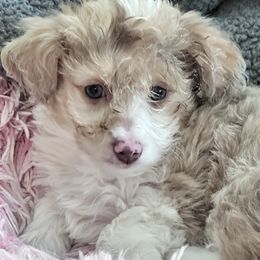 Sierra - Red merle female Aussiedoodle puppy in Post Falls, Idaho from North Idaho Miniature Aussiedoodles